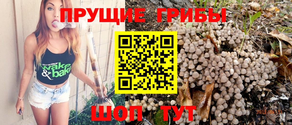 Псилоцибиновые грибы Psilocybine cubensis Симферополь